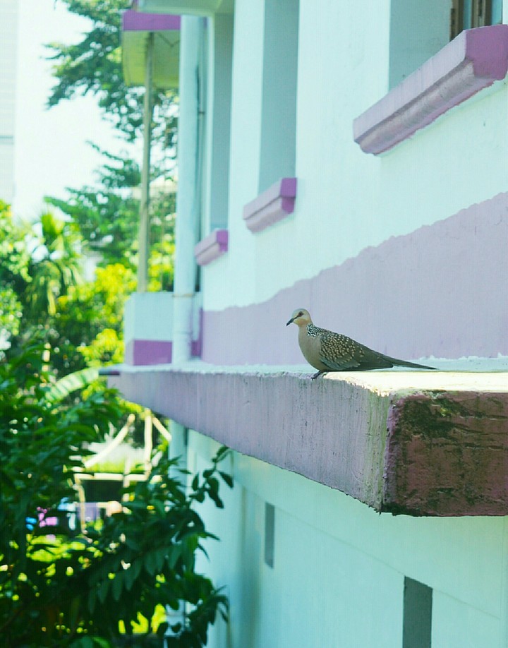 Birdie From My Balcony