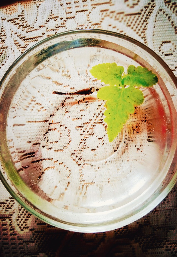 Little Lives....