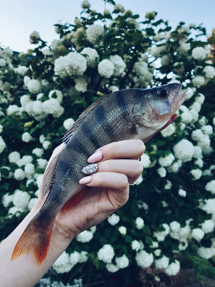 fish and flowers