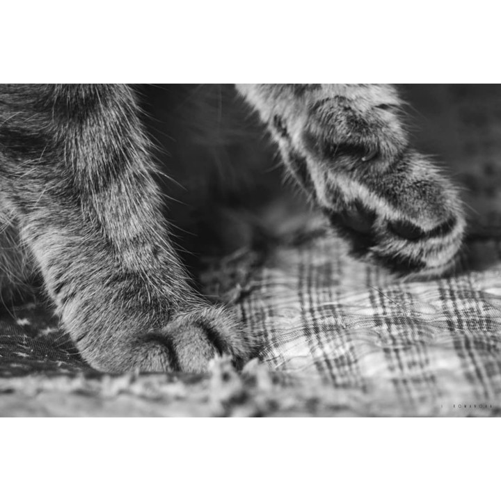 Paws