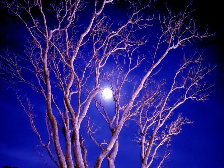 MOON