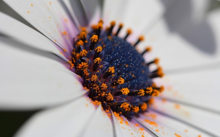 Macro