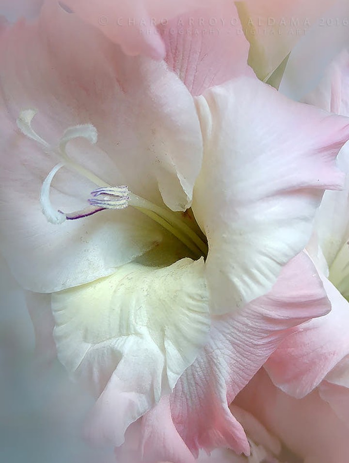 blossom