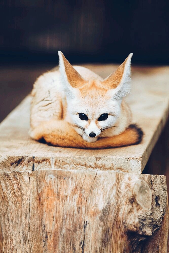 Wüstenfuchs