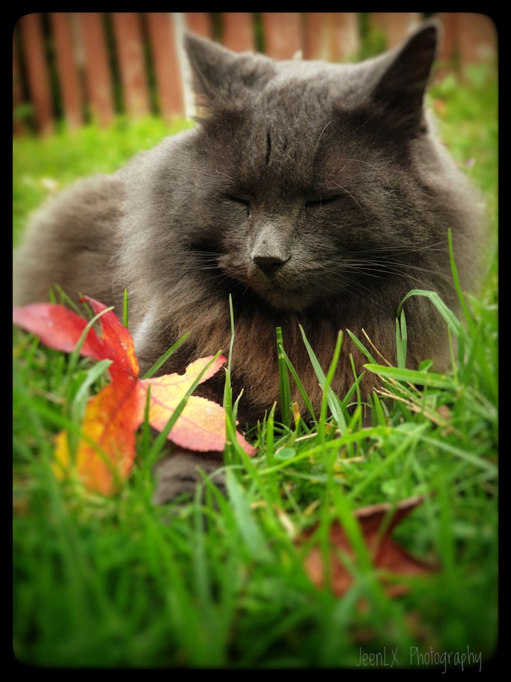 sleeping beauty