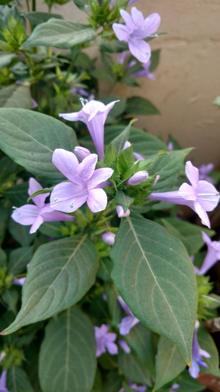 Purple flowers