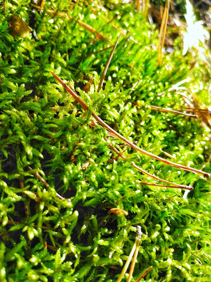 Moss