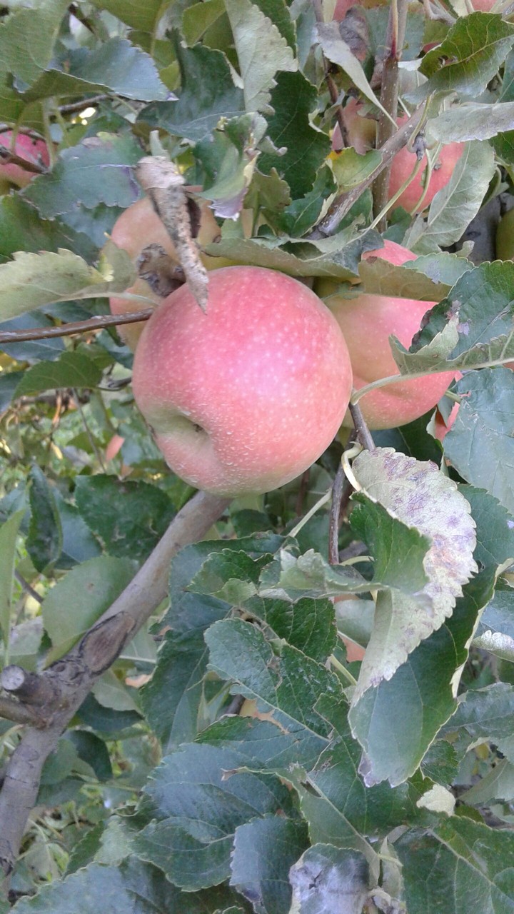 Manzana