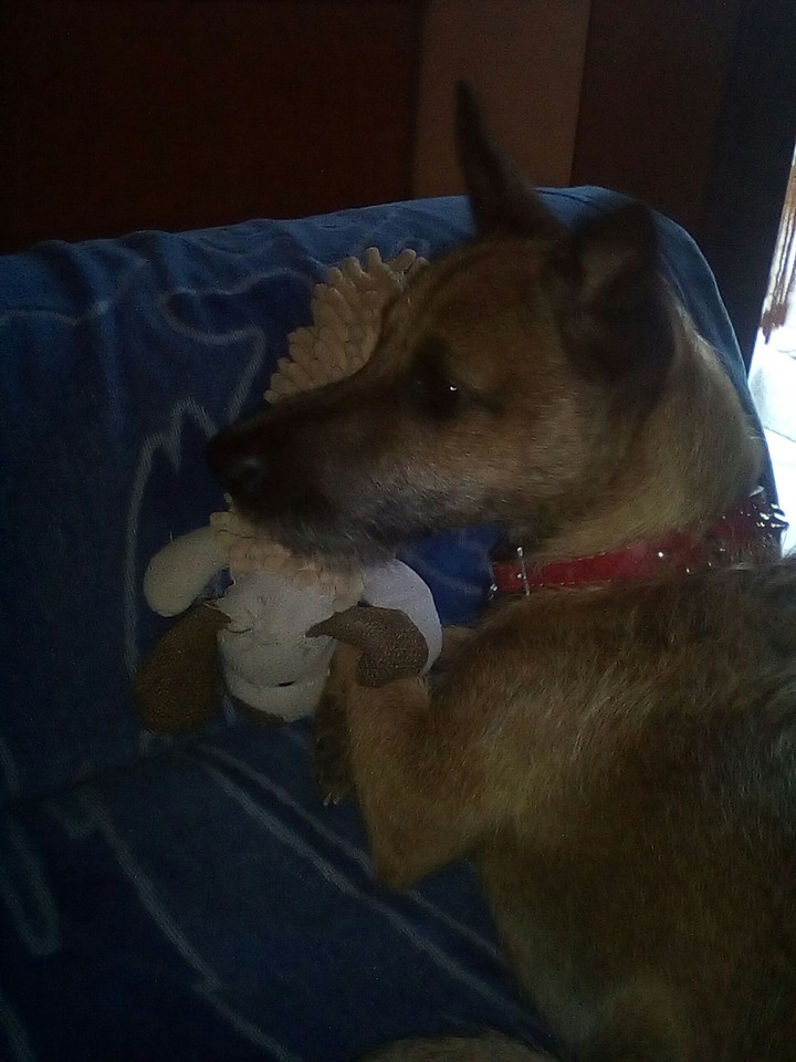 my dog