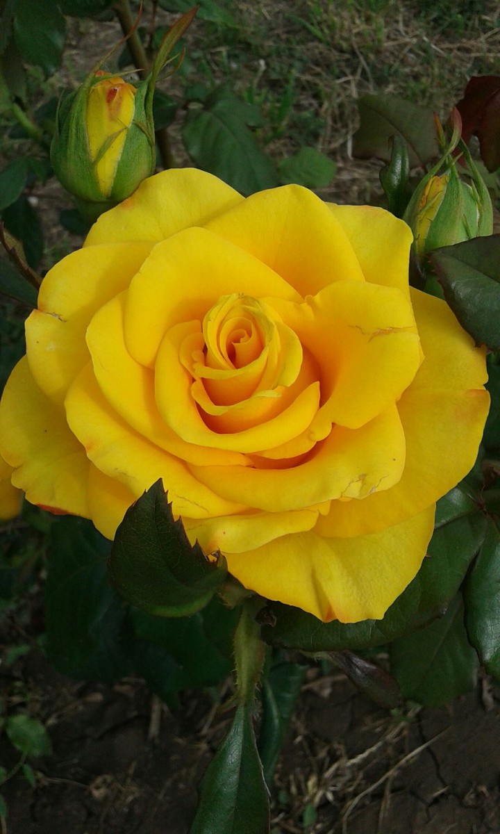 Yellow rose