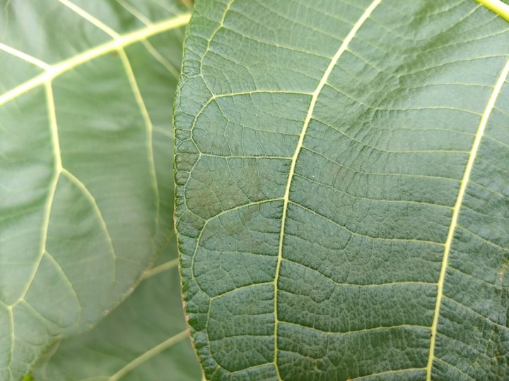 Green leaf