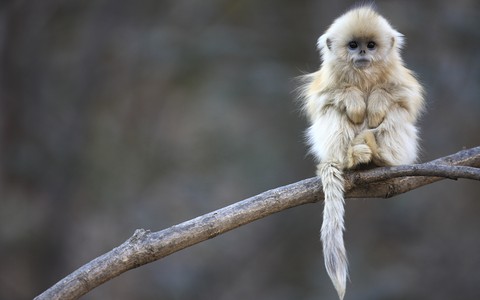 hình nền marmoset, plant
