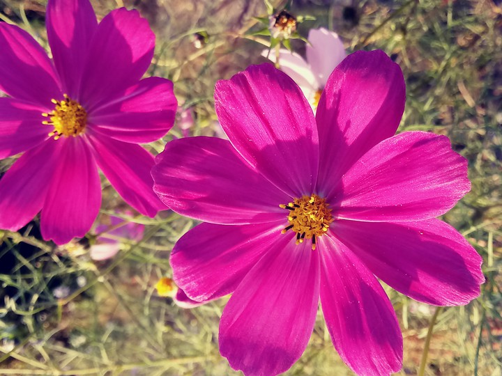 #COSMOS