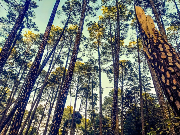 jungle