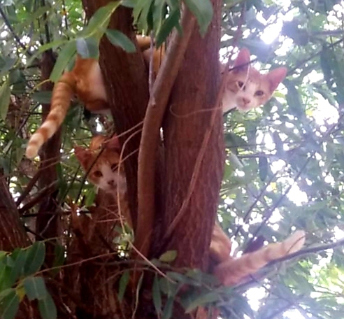 Hermanitos gatunos