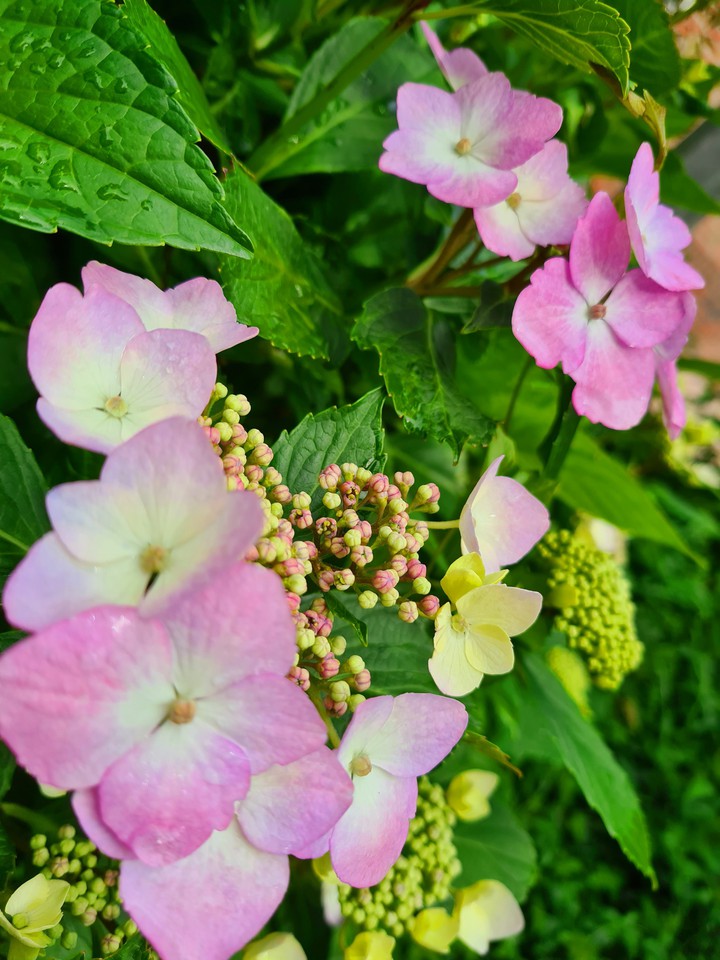 Blumen