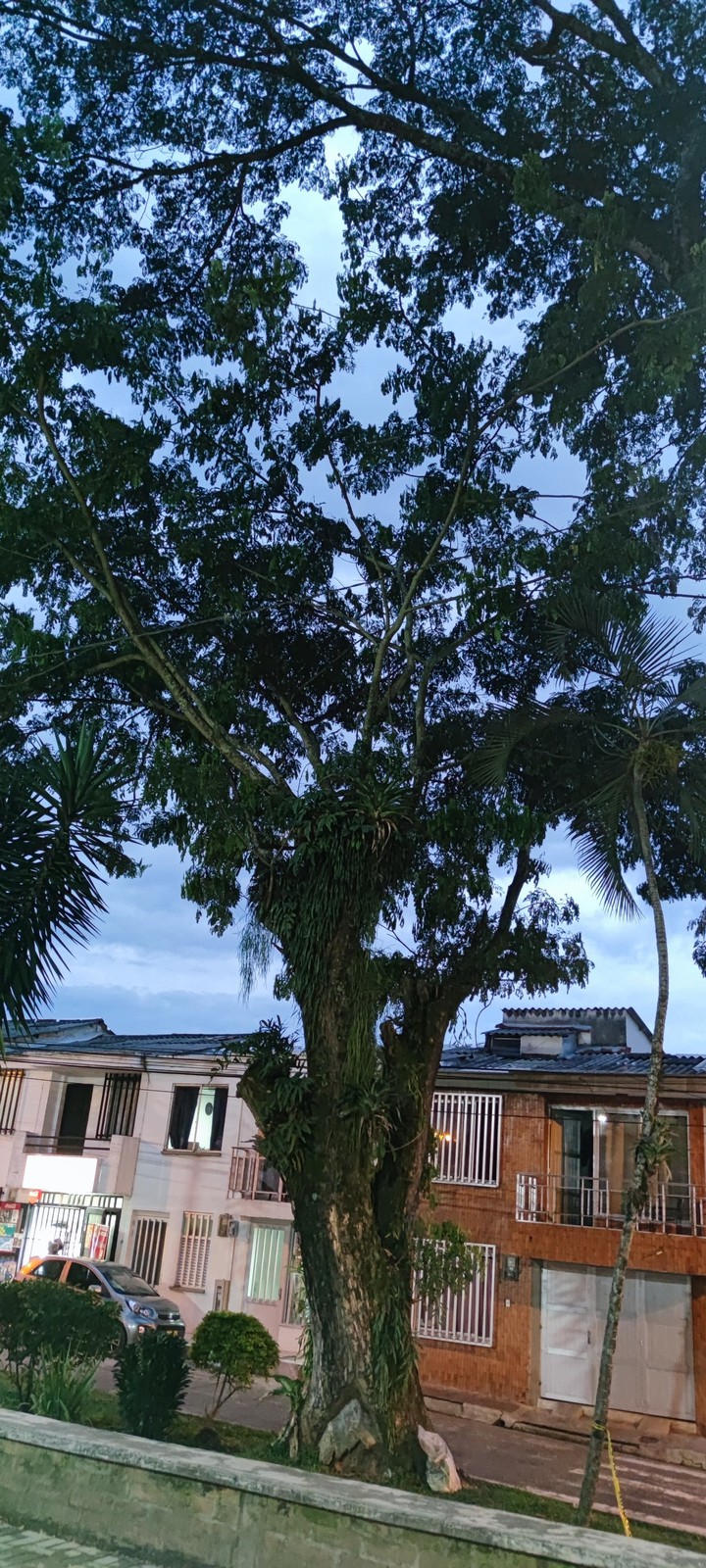 árbol antiguo