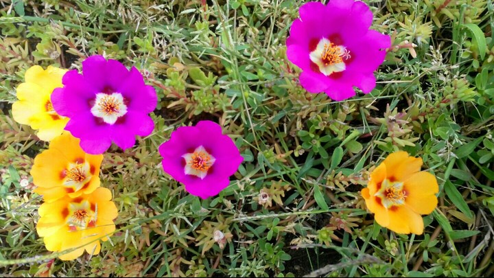 Flowers