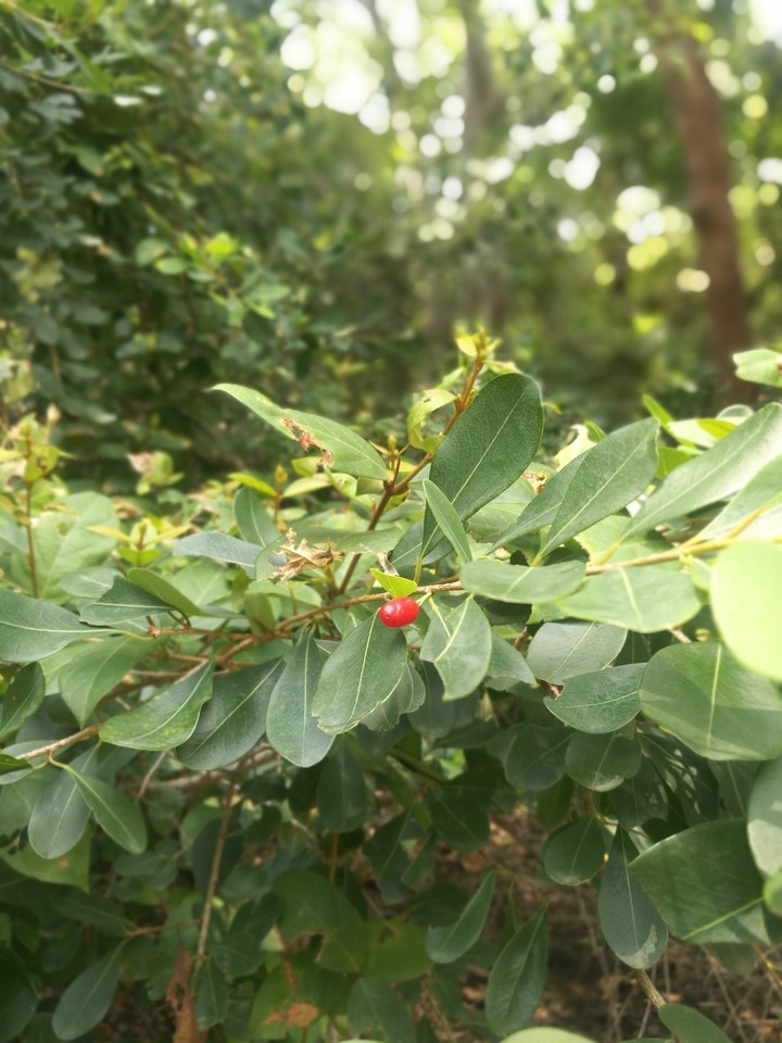 tree with small red fruit