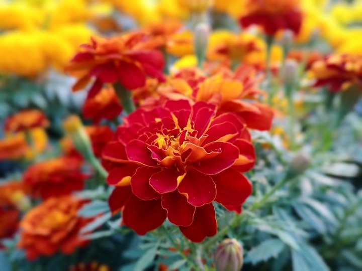 Red marigold