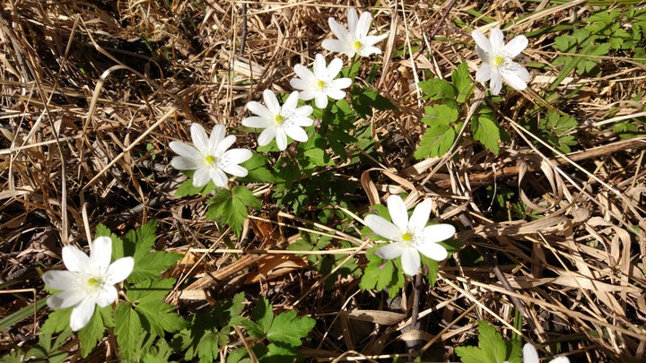 first spring flowers