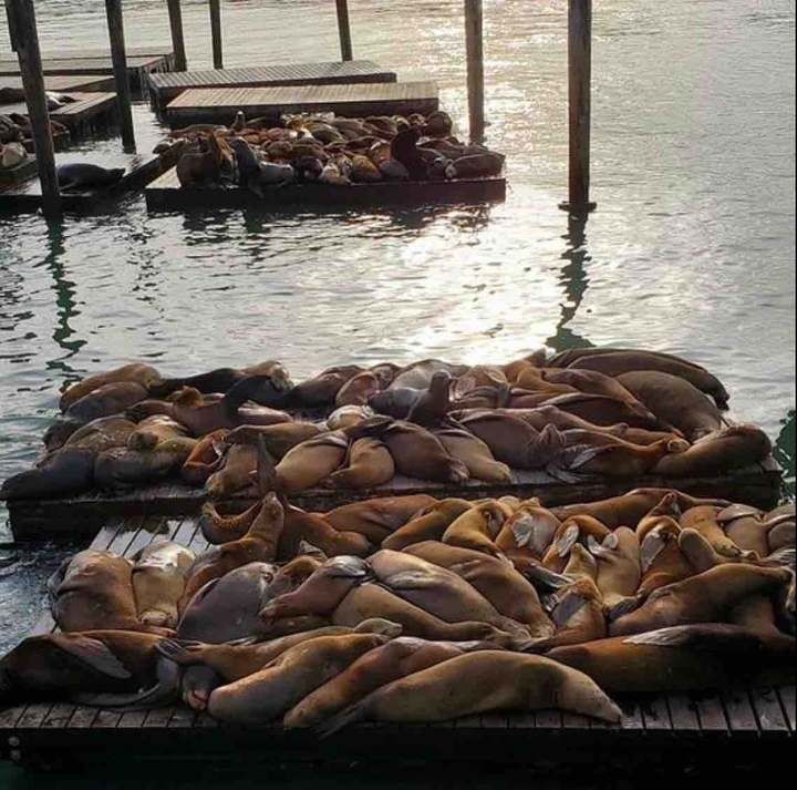 sea lion