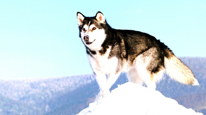 happy winter husky