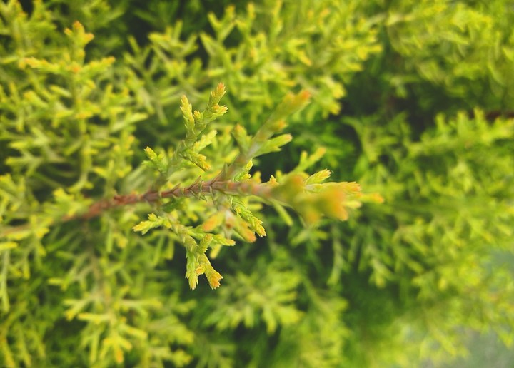 Greenery