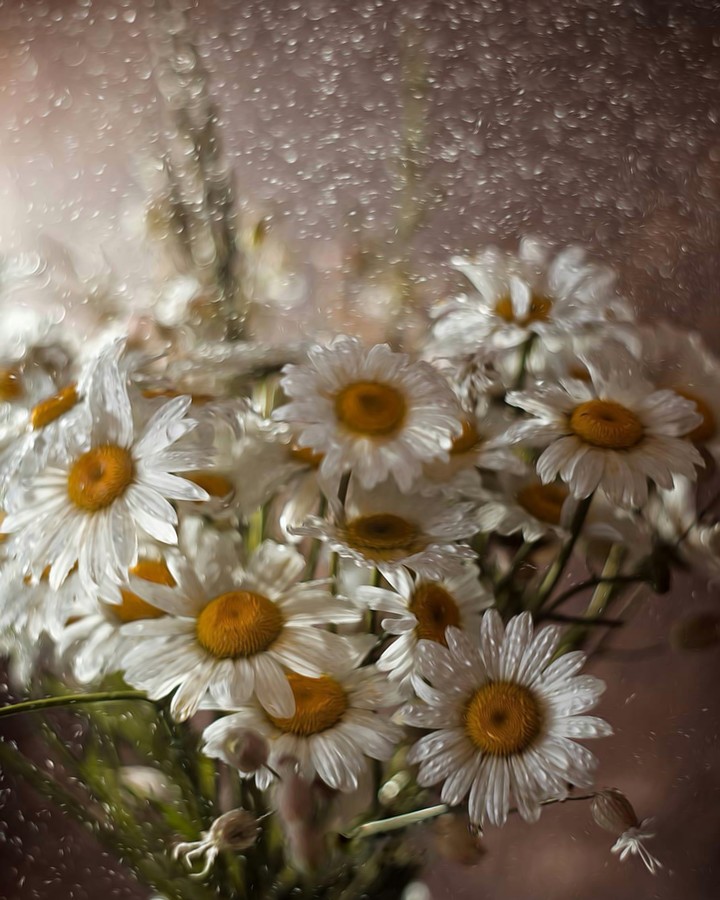 Marguerite