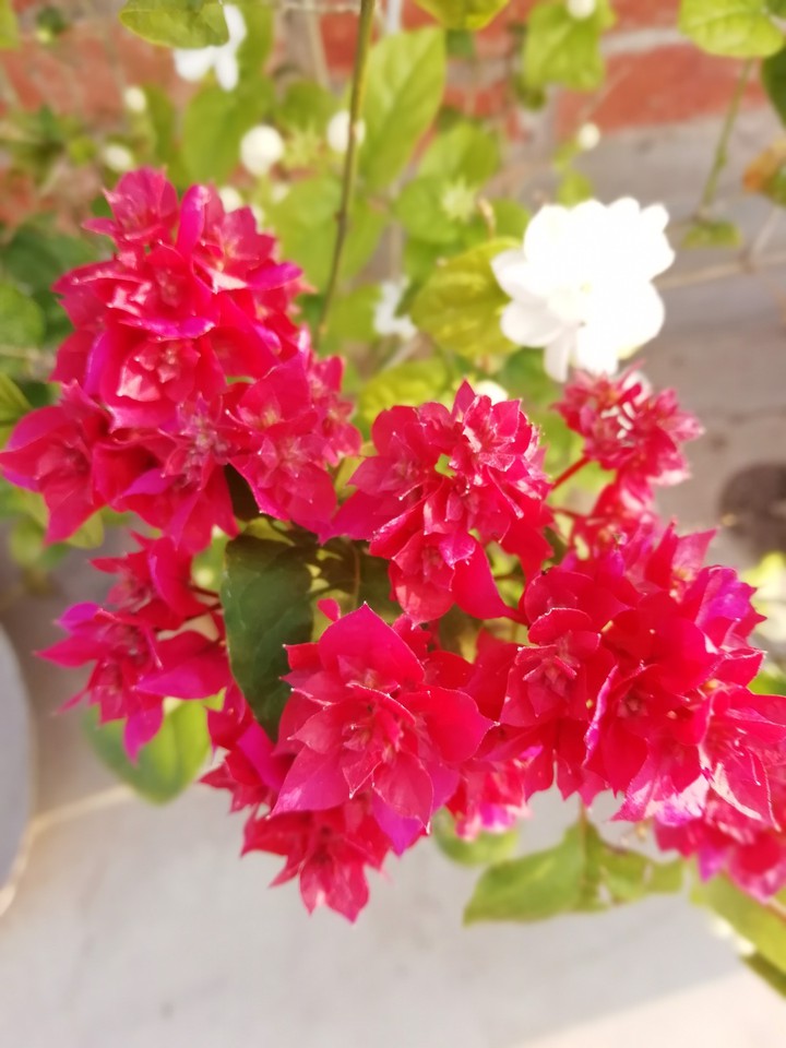 Bougainvillea