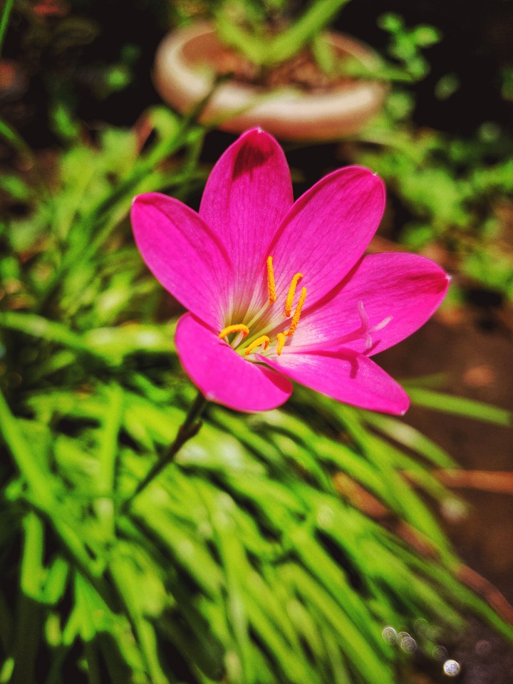 Rain Lily