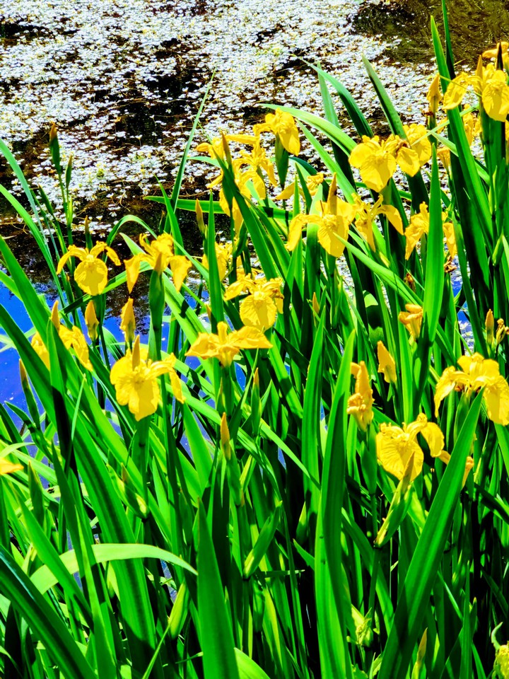 Water Lily