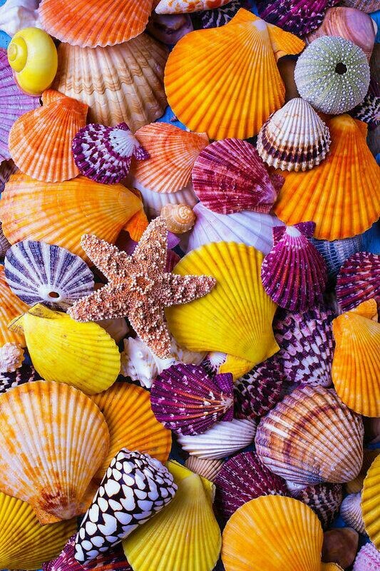 star  and  shell