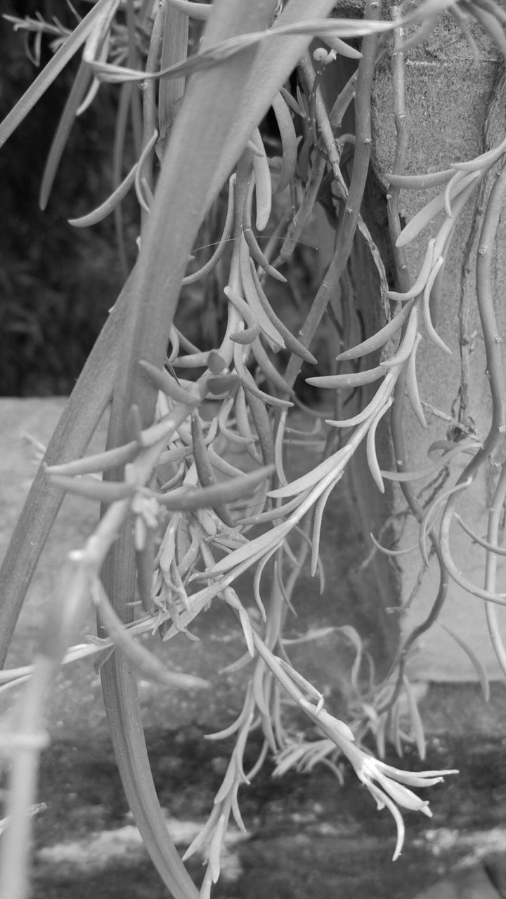 colorless
