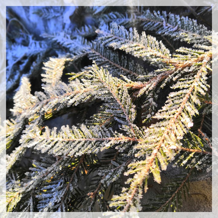 The sunny winter morning