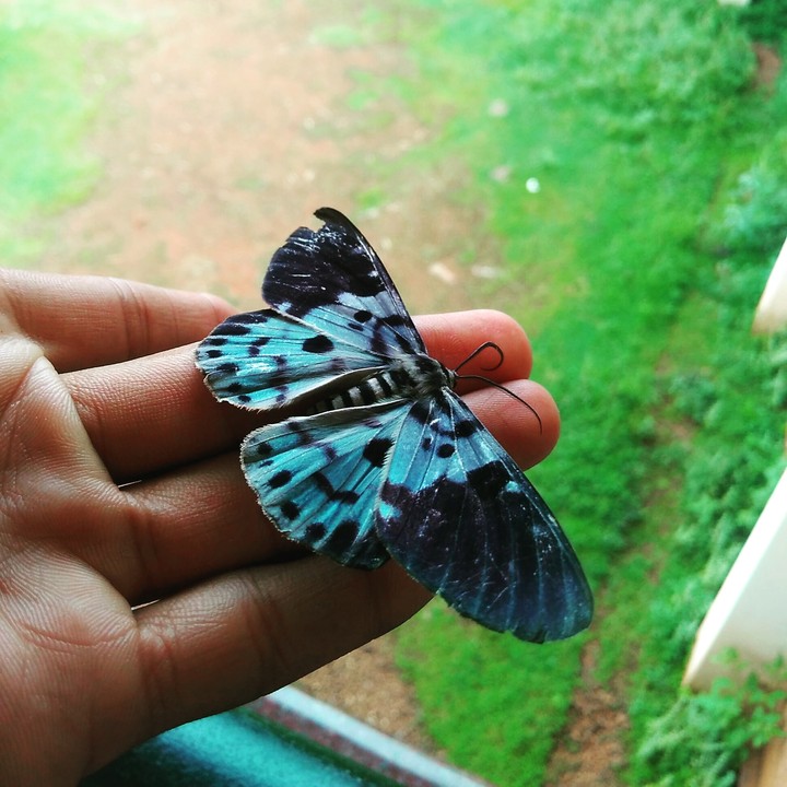 Butterfly