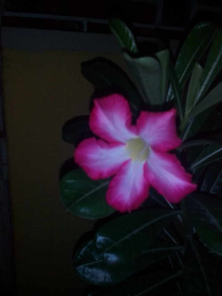 night glow