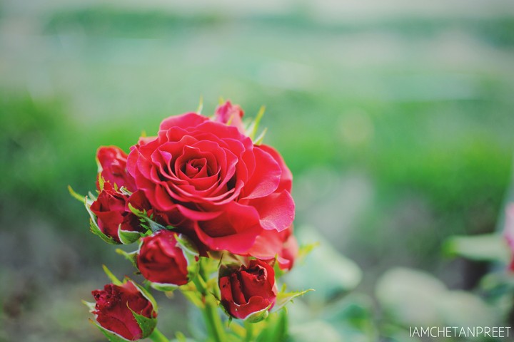 Nature's dance in red