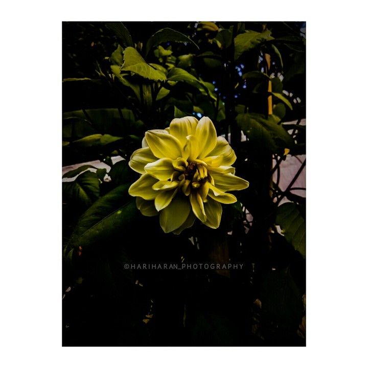 ||| •Yellow Dahlia• |||