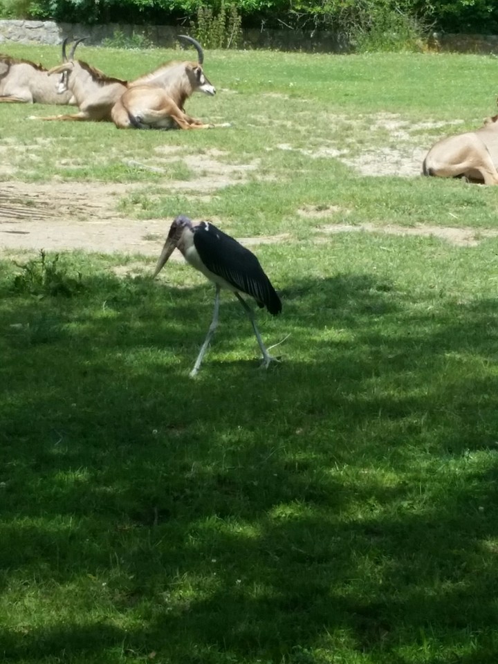 Animals