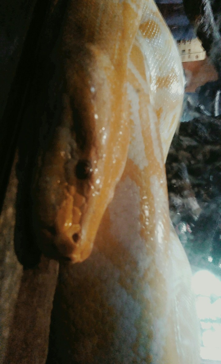 Snake