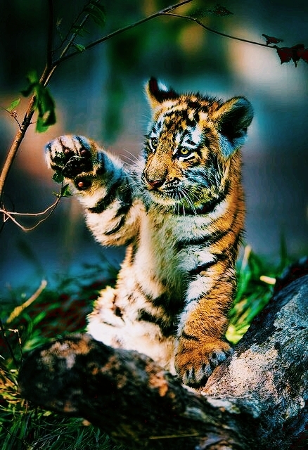 Animals love