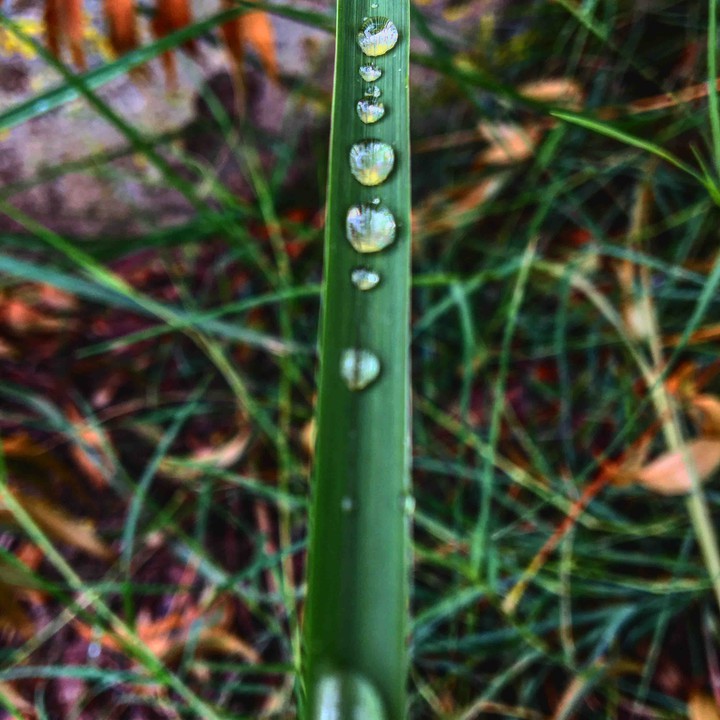 drop