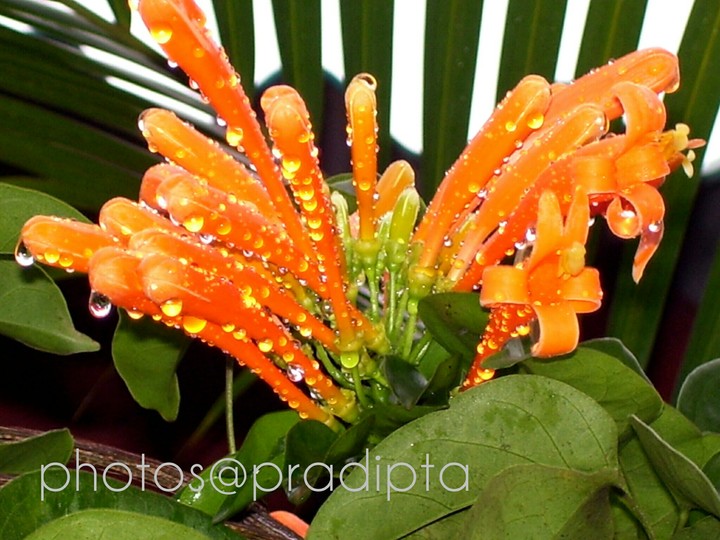 dewdrops in flower@ aarku valley