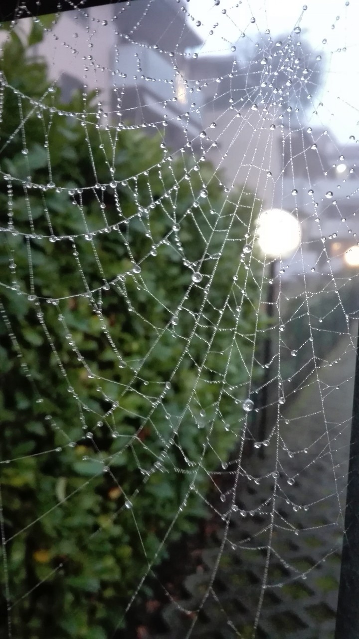 spider