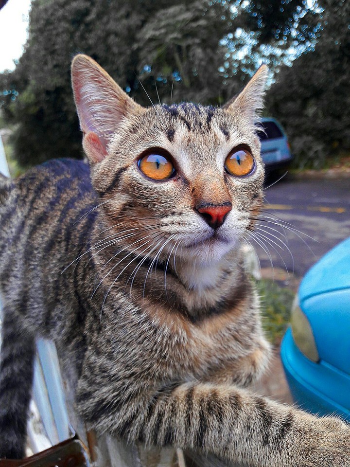 Cat