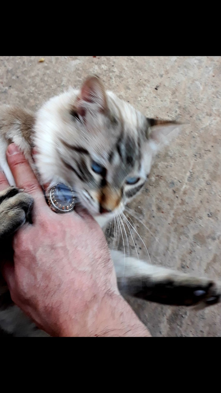 My cat