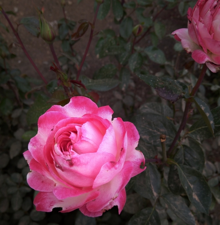 Roses