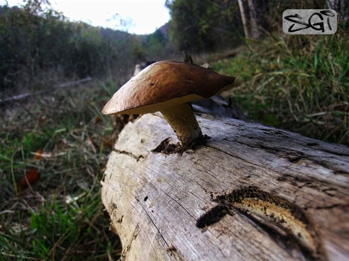 Forest Mushroom