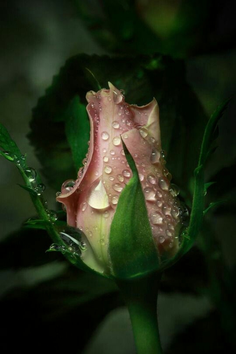 papéis de parede moisture, dew